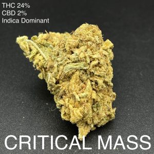 Critical Mass Indica Dominant
