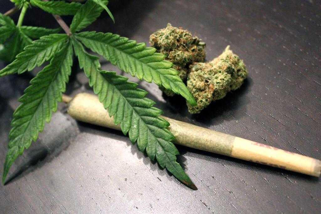 How To Grow Organic Cannabis How To Grow Organic Cannabis