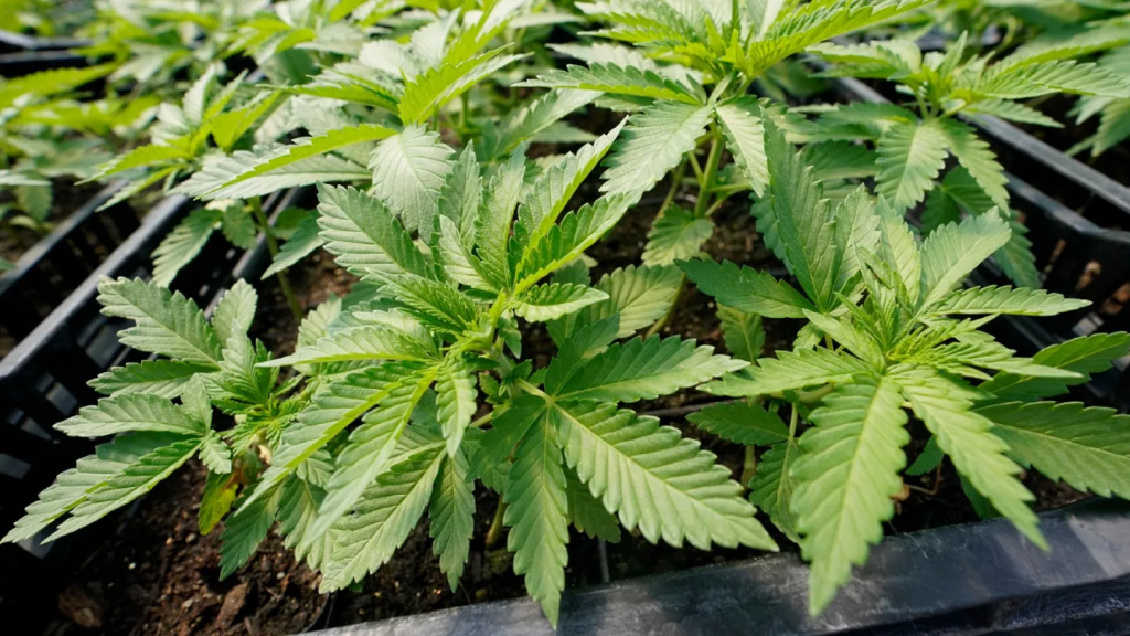 Cannabis candies