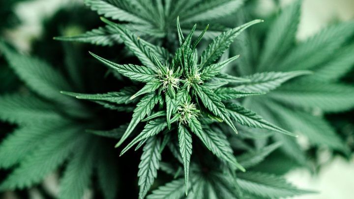 What is the use of shatter? What is the use of shatter?