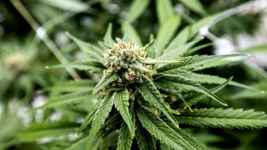 Is hash legal in Canada? Is hash legal in Canada?