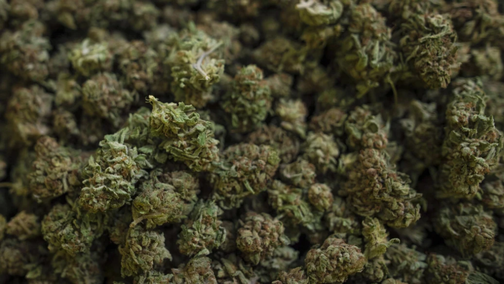 Types of marijuana Types of marijuana