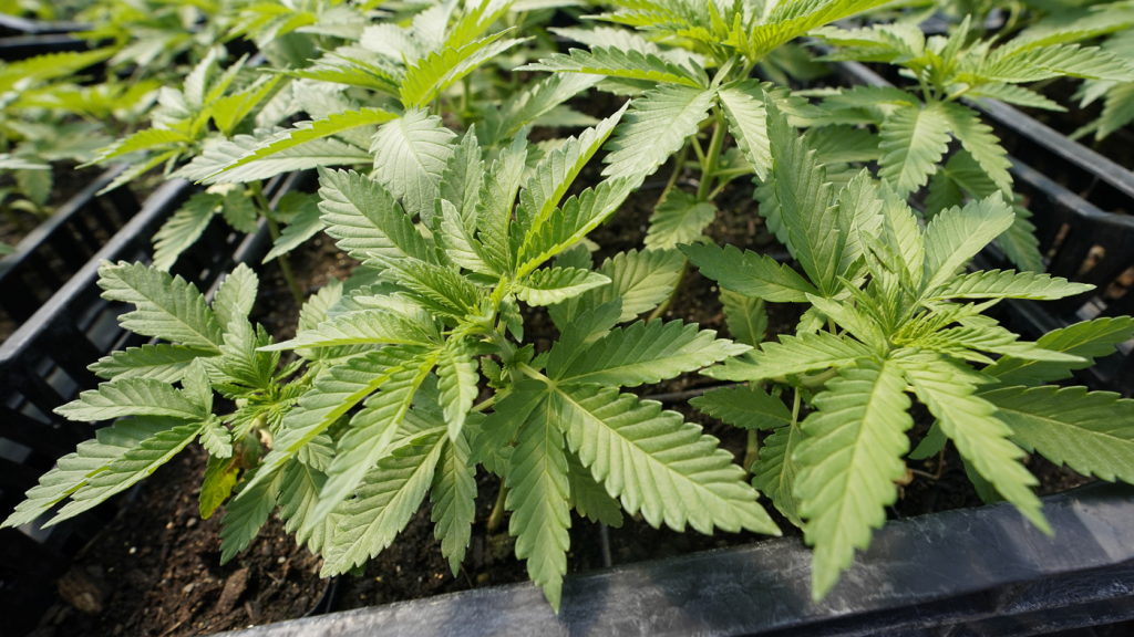 Weed Growing Life Cycle Explained Weed Growing Life Cycle Explained