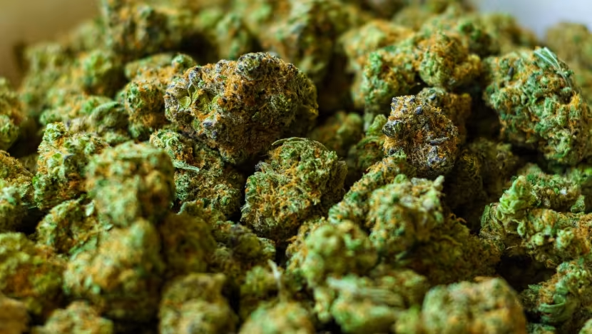 What weed cartridge gets you highest? What weed cartridge gets you highest?