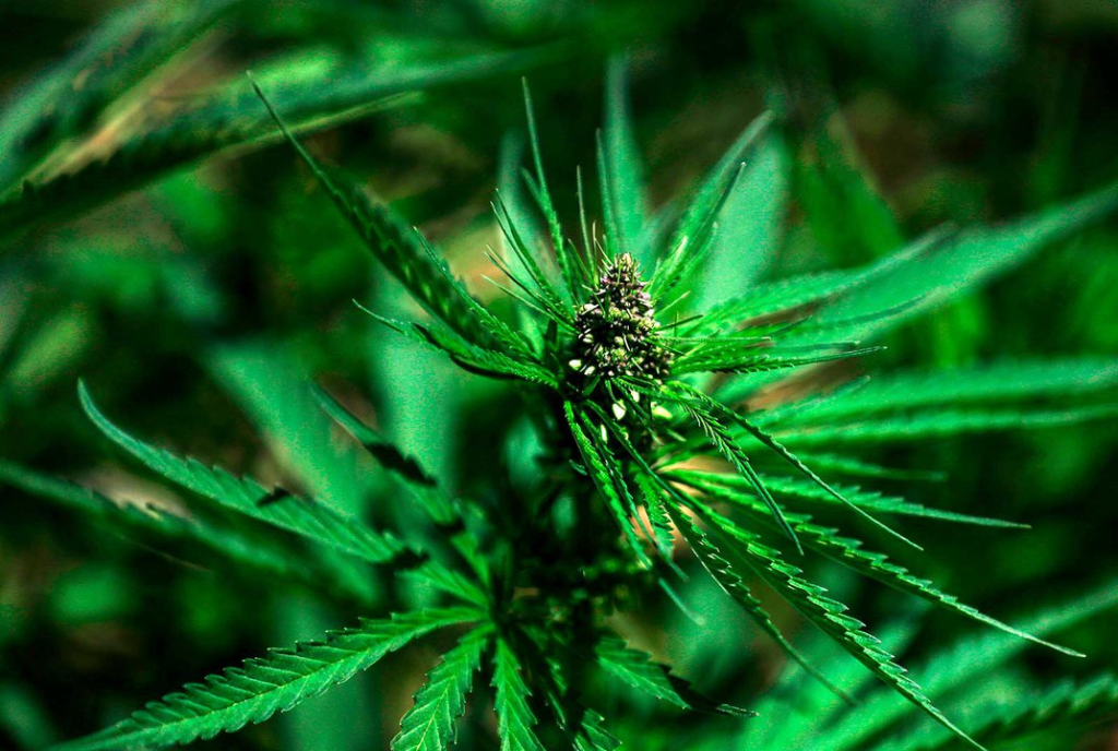 THC, CBD and hybrid Comparison THC, CBD and hybrid Comparison