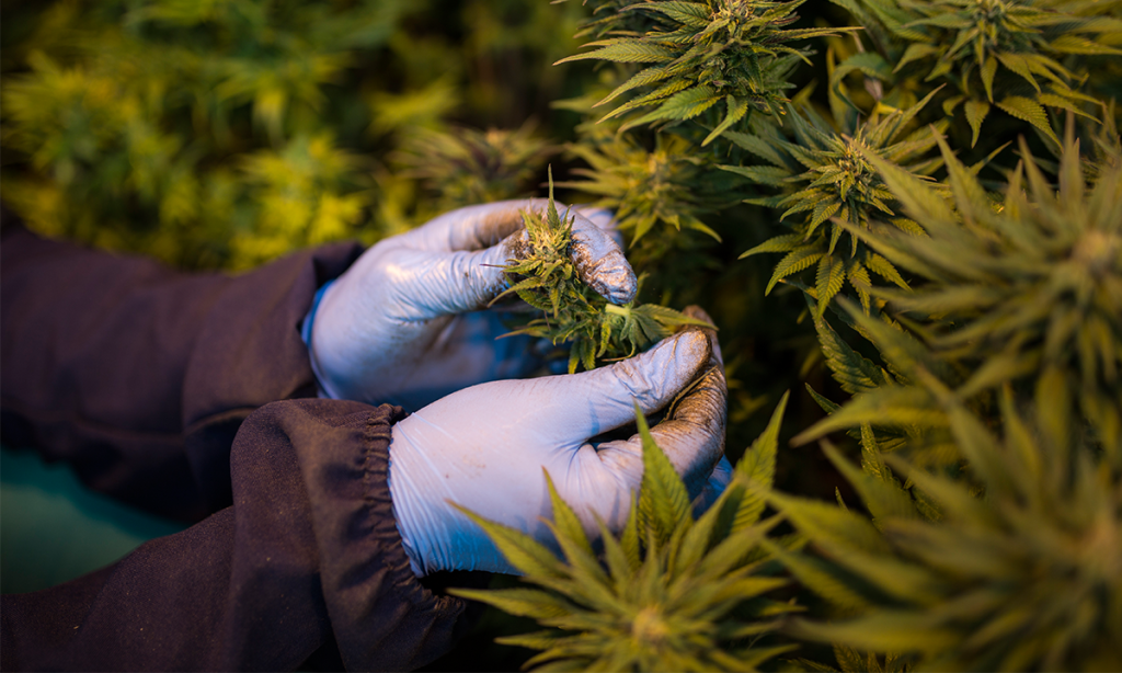 Autoflowering weed Seeds Autoflowering weed Seeds