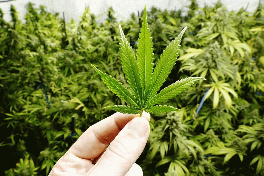 Weed delivery ultimate guide Weed delivery ultimate guide