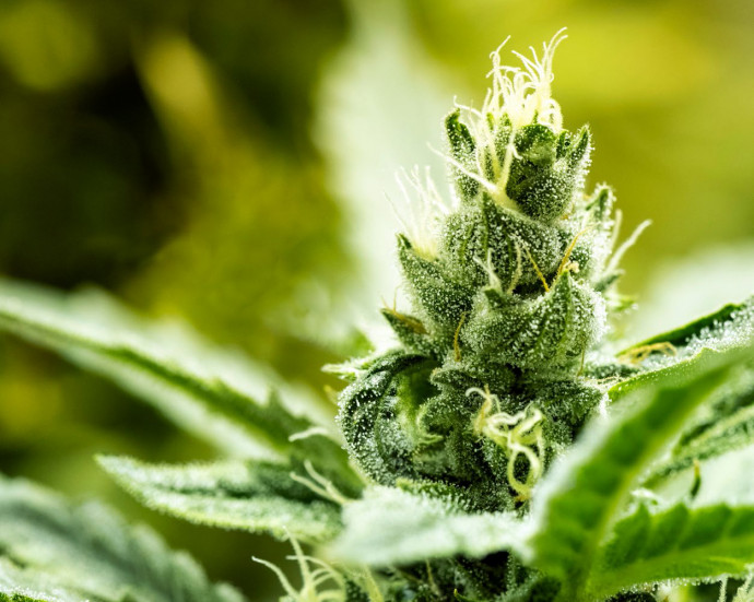 How To Grow Organic weed How To Grow Organic weed