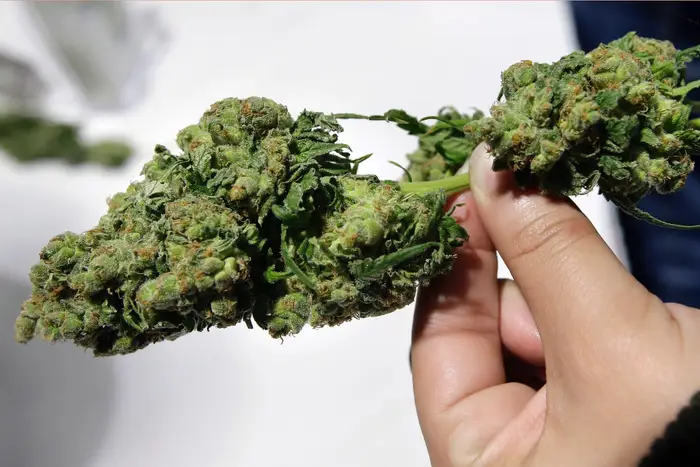 Growing Weed guide Growing Weed guide