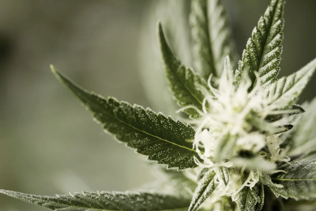 How much CBD should a beginner start with? How much CBD should a beginner start with?
