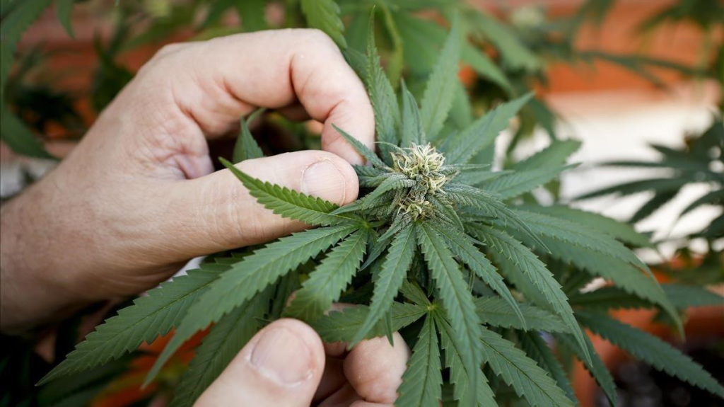 What is cannabis delivery service? What is cannabis delivery service?
