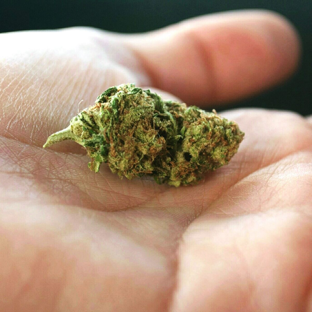 Is It Legal To Grow Weed in 2023? Is It Legal To Grow Weed in 2023?