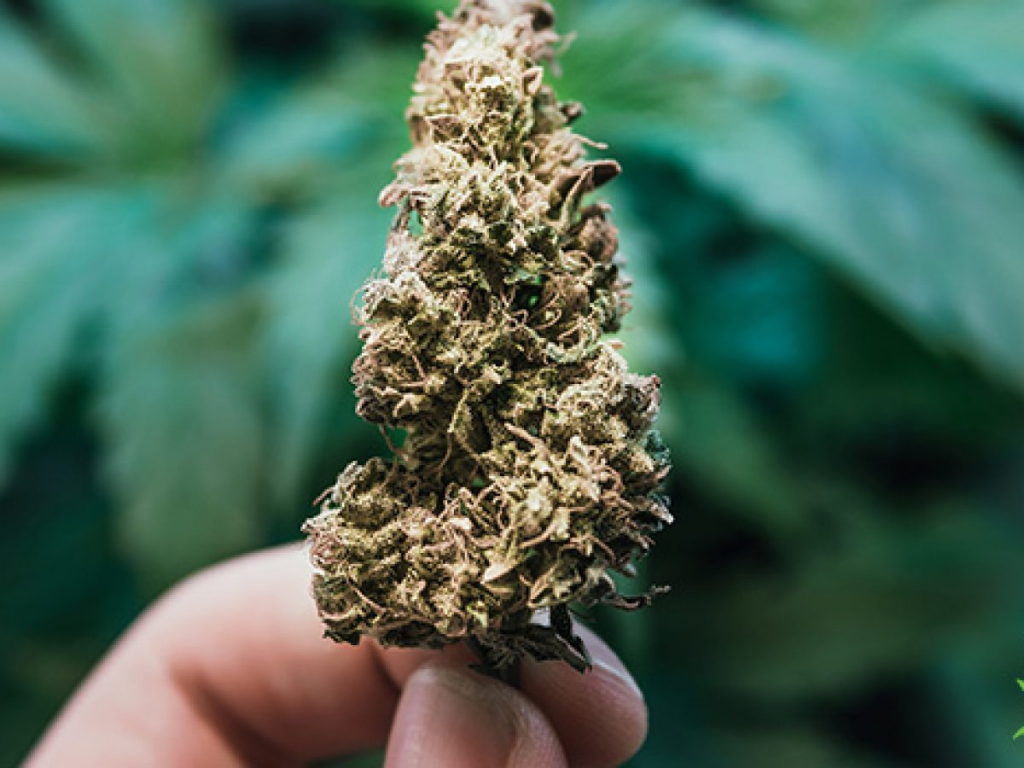 Top THC Mocktails Top THC Mocktails
