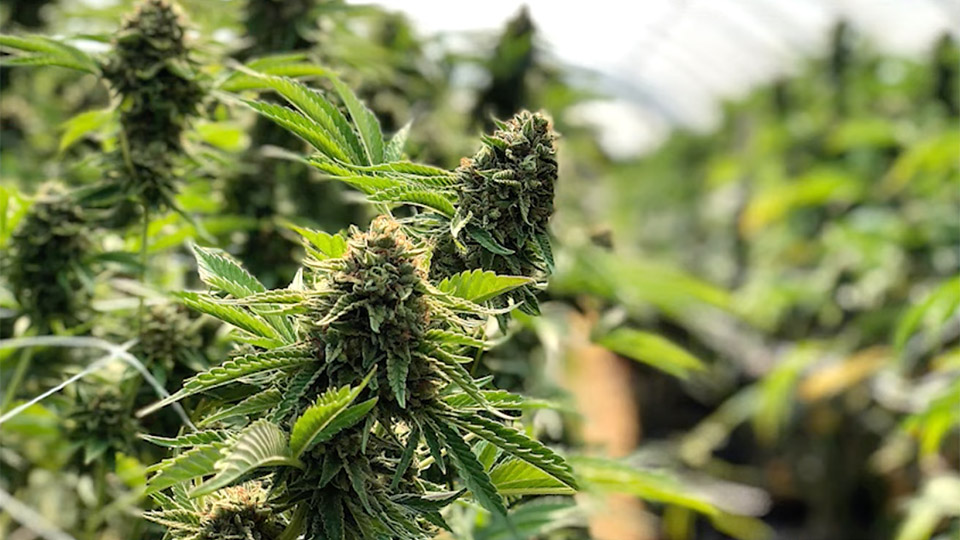 How to use a cannabis pipe? How to use a cannabis pipe?
