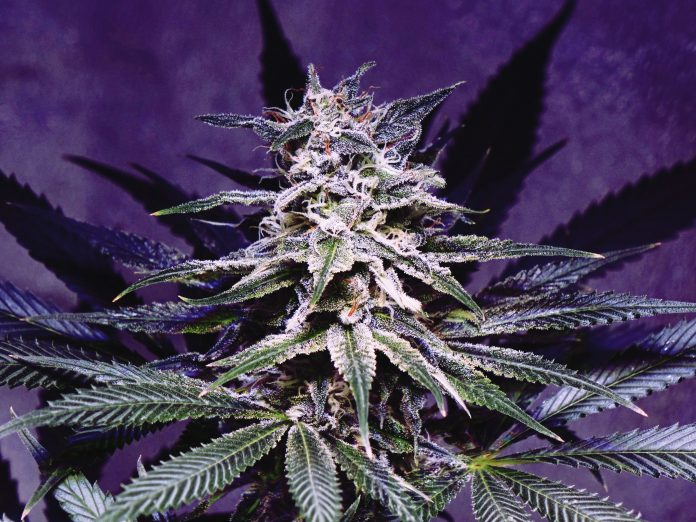 TOP 5 Best low-priced and productive feminised seeds TOP 5 Best low-priced and productive feminised seeds
