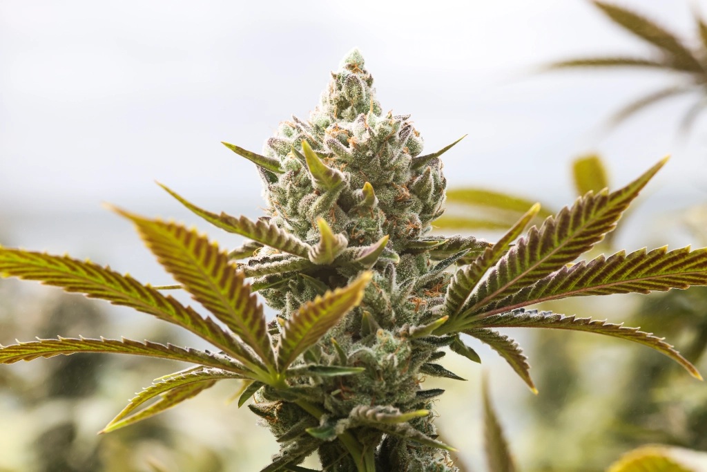 Cannabis (Marijuana) Concentrates Facts Cannabis (Marijuana) Concentrates Facts