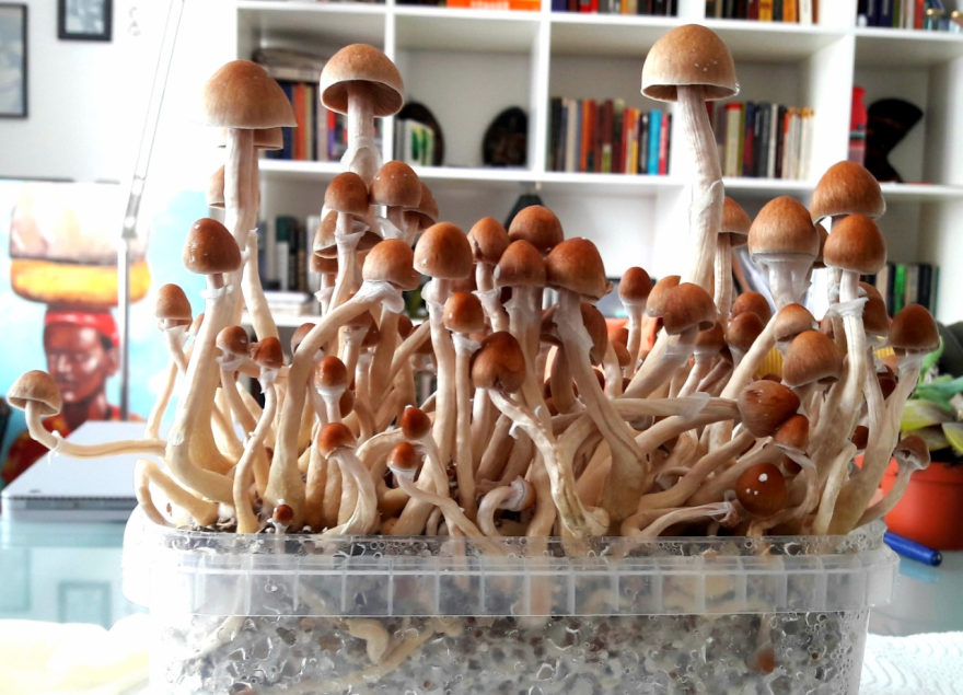 What are mushroom capsules? What are mushroom capsules?