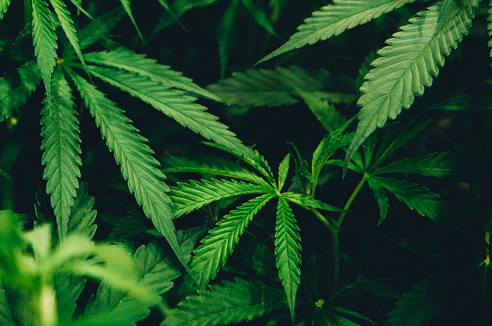 What does flower mean for weed? What does flower mean for weed?