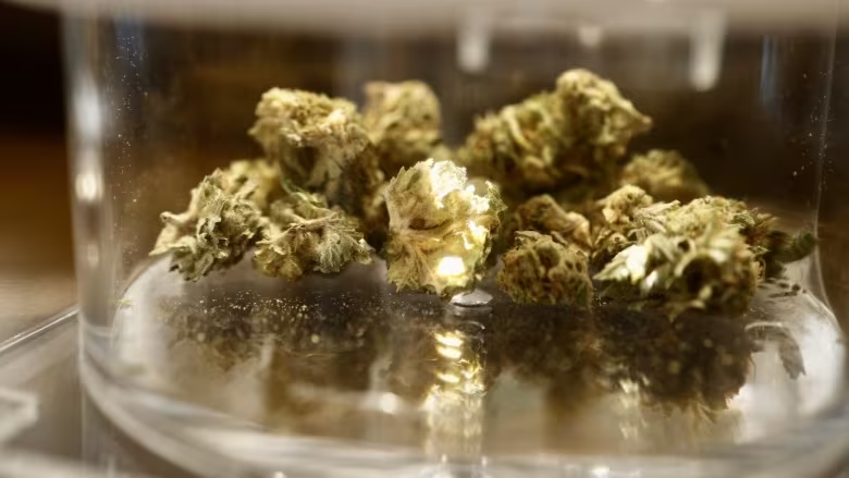 How To Grow Organic Cannabis How To Grow Organic Cannabis